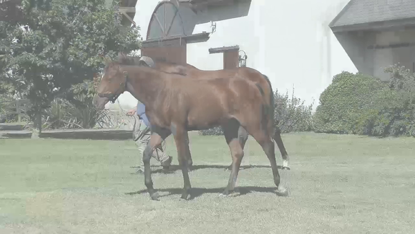 Lote SUPER QUITA (SUPER SAVER -  MUEQUITA FITZ)  C/Cria de y Preñez de RERIDE