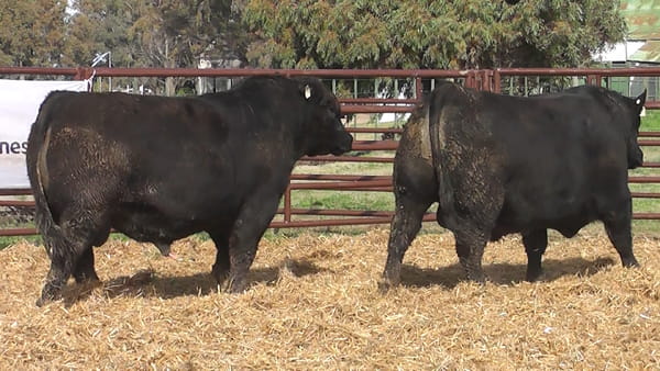 Lote "Toros ""SANTA ROSA"""