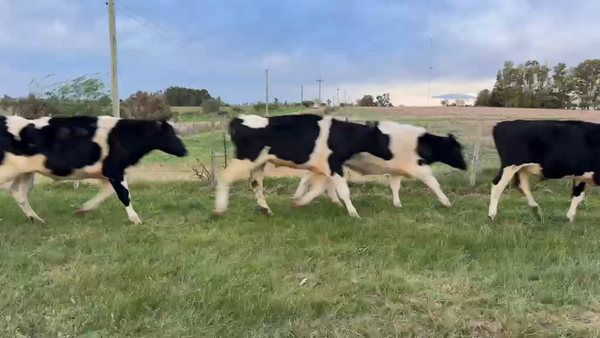 Lote NOVILLOS 1 a 2 AÑOS