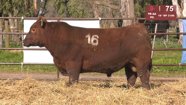 Lote TOROS ANGUS COLORADOS  PC