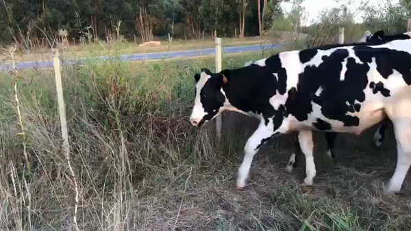 Lote 6 Novillos Holando en La Casilla