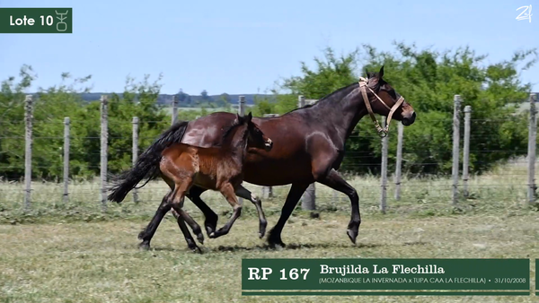 Lote Brujilda La Flechilla