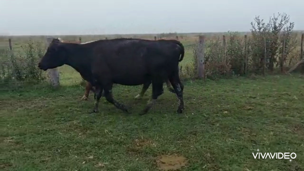 Lote 53 Vacas CUT con cría en Tapalqué, Buenos Aires