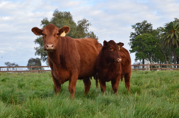 Lote LOS RAMONES: 1 vaca PP parida