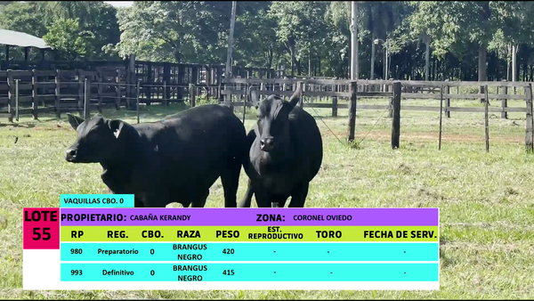 Lote LOTE 55 - 2 VAQUILLAS CBO 0