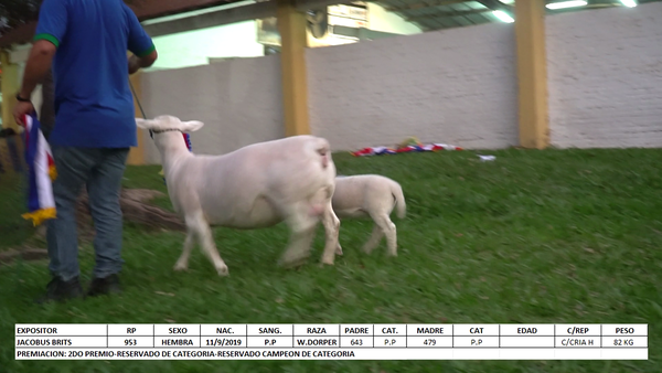 Lote White Dorper Expo Internacional 2022 - Lote 46