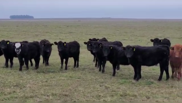 Lote 18 TERNS. HEMBRAS, OLAVARRÍA, BS. AS.