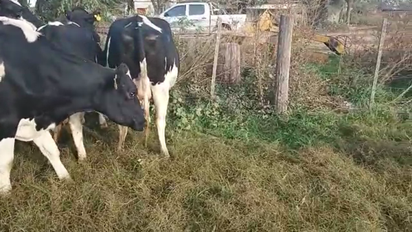 Lote 5 Vaquillonas preñadas Holando Argentino en Morteros, Córdoba