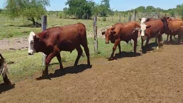Lote 70 Novillitos en Goya, Corrientes