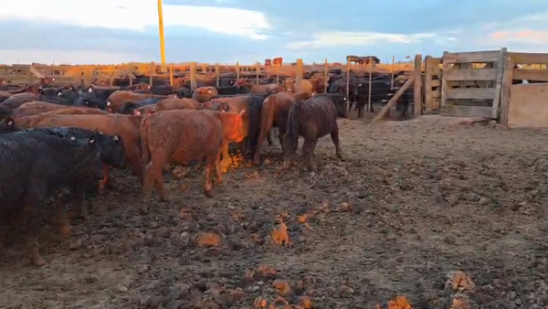 Lote 110 Terneros en Buenos Aires, Ayacucho