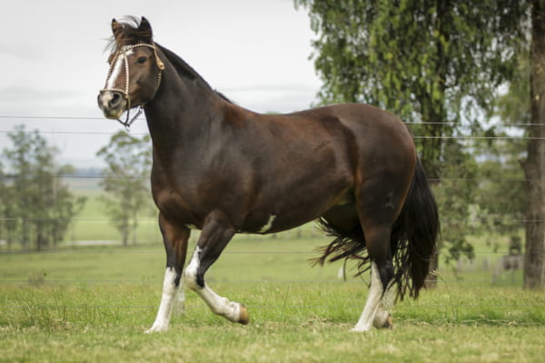 Lote KE PINTA DE LA COLINA R.P 214