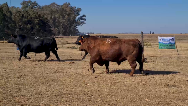 Lote TOROS A. ANGUS CABAÑA PAYMA