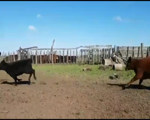 Lote 84 Terneras en Navarro, Buenos Aires