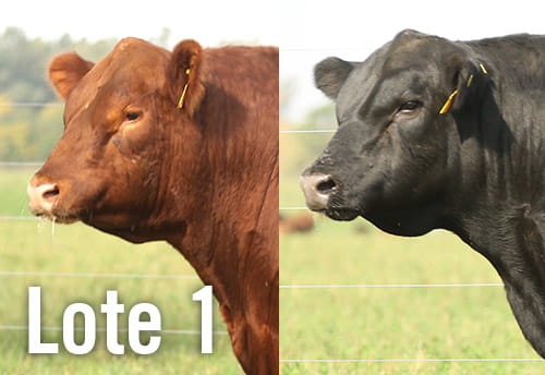 Lote 3 TOROS PUROS DE PEDIGREE