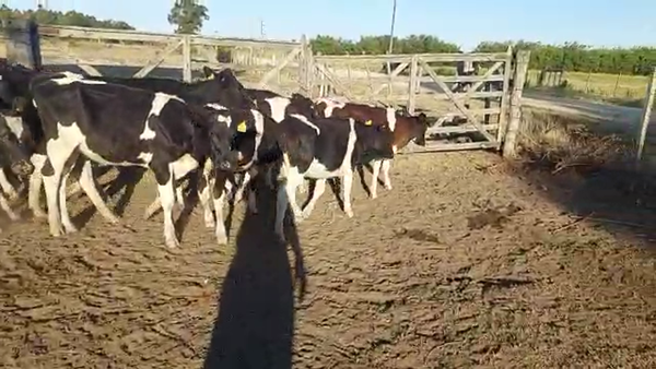 Lote 16 Terneras Holando en Ruta 1 Km 75