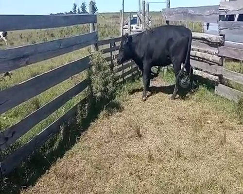 Lote (Vendido)Vaquillonas 1 a 2 años ANGUS 530kg -  en CARRETA QUEMADA