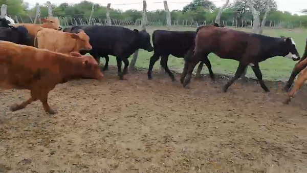 Lote 140 Terneros/as en Federal, Entre Ríos