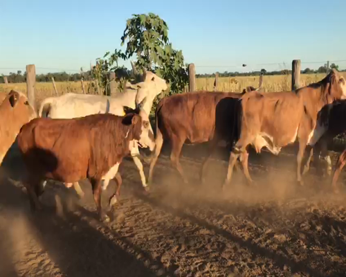 Lote 50 Vacas CUT  en Tres Isletas, Chaco
