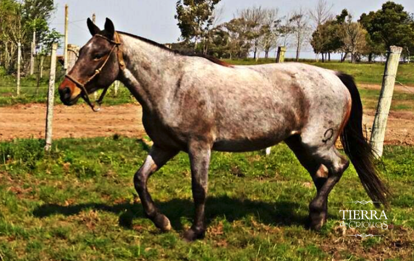 Lote Ginebra gaitera