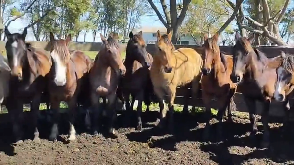 Lote Yeguarizos