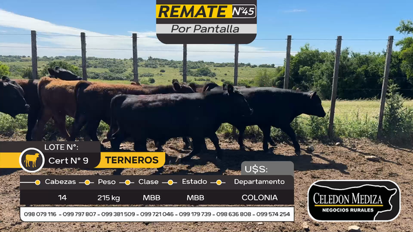 Lote 14 Terneros en Cufré, Colonia
