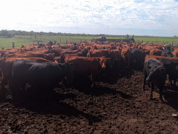 Lote SAENZ VALIENTE, BULLRICH Y Cia. S.A.