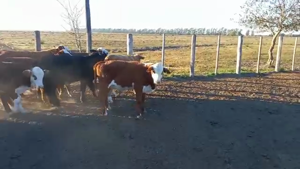 Lote 105 Terneros/as Braford y sus cruzas en Avellaneda, Santa Fe