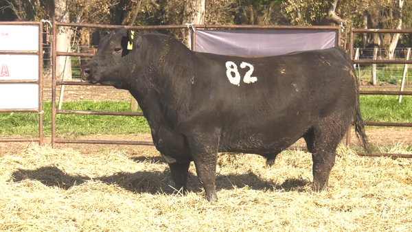 Lote TOROS ANGUS NEGROS  PC