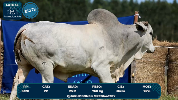 Lote LOTE 34- ELITE