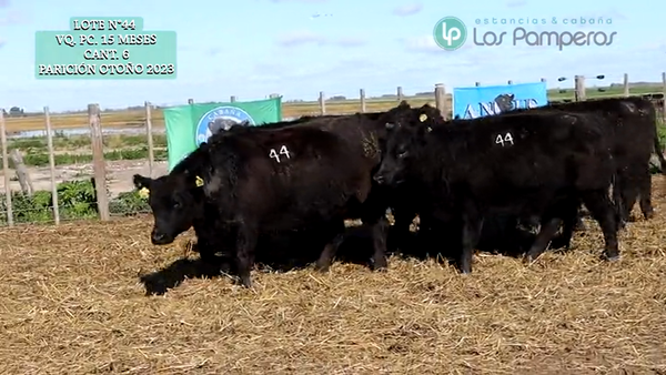 Lote VAQUILLONAS PC 15 MESES - PREÑADAS - PARICION OTOÑO 23