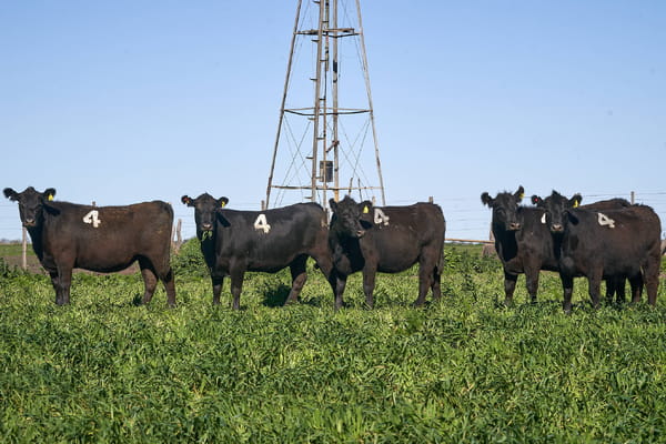 Lote "ME KEN" VAQUILLAS P.C Con Servicio