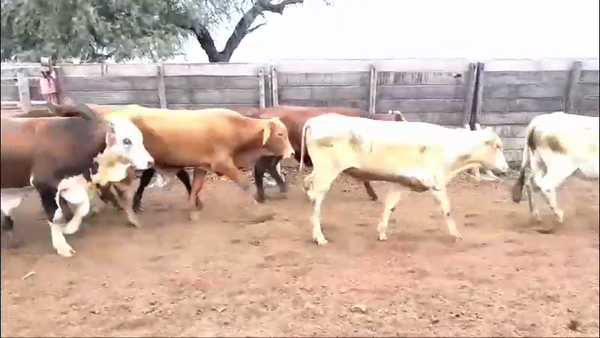 Lote 100 Terneros en Estanislao Del Campo, Formosa