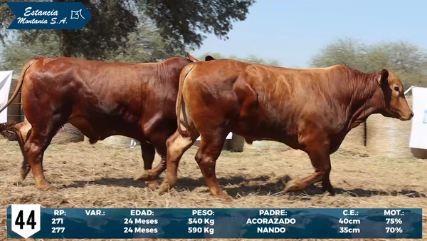 Lote LOTE 44