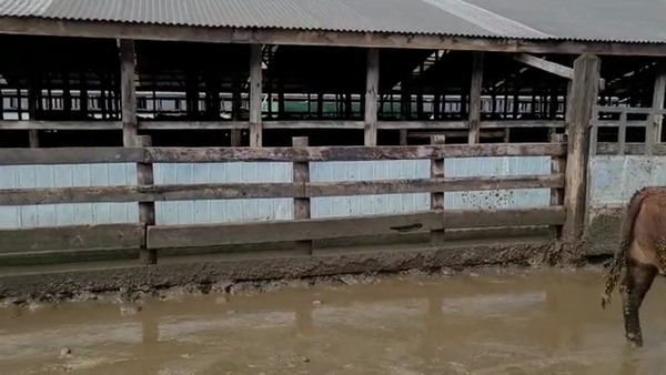 Lote 40 Novillos Gordos en Los Lagos, XIV Región Los Ríos