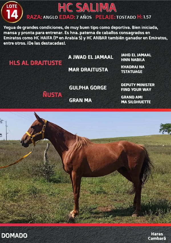 Lote HC SALIMA