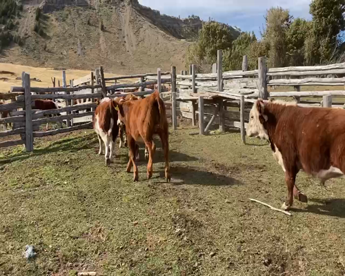 Lote 25 Ternero en Coyhaique, XI Región Aysén