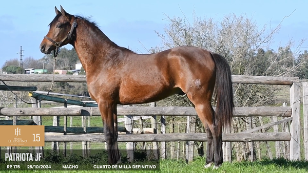Lote Patriota JF
