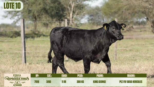 Lote LOTE 10