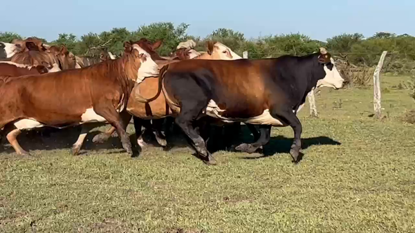 Lote 17 Vacas nuevas C/ gtia de preñez