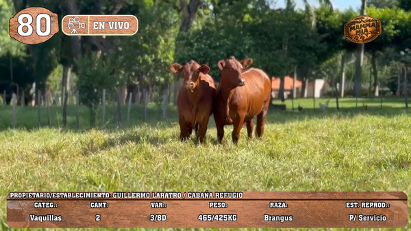 Lote LOTE 80 -EN VIVO