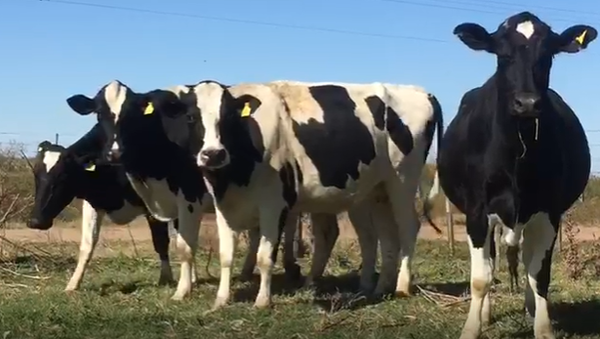 Lote 4 Vaquillonas en Cañada Rosquín, Santa Fe