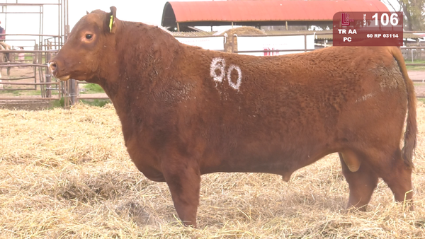60 03114 — TOROS ANGUS COLORADOS  PC