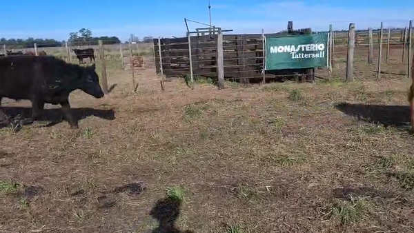 Lote 103 Novillitos en Coronel Vidal