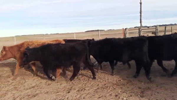 Lote 51 Terneros/as en Salazar