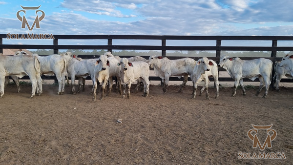 Lote Terneras CBO 2