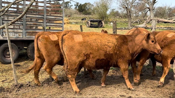 Lote CABAÑA EL PROGRESO