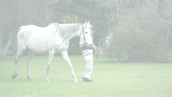 Lote MINXILINX (ZAMINDAR -  LIXIAN) Preñez por CHE EVASOR