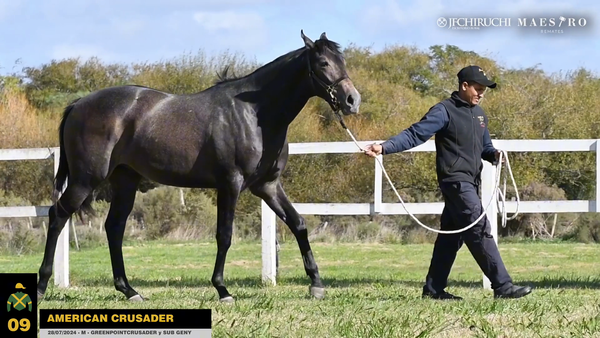 Lote AMERICAN CRUSADER