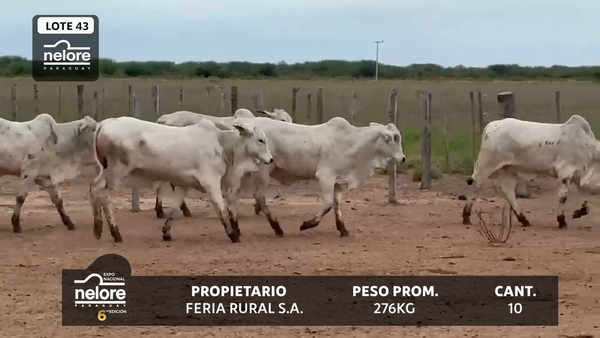 Lote LOTE 43
