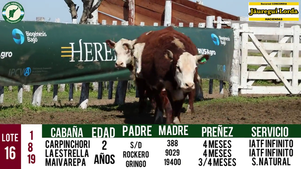 Lote VAQUILLONAS PURAS REGISTRADAS CON GARANTÍA DE PREÑEZ